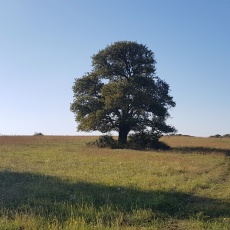 Akiknek már nem lesz több tavaszuk: a Lengyeli-legelő Fái
