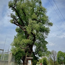 250 éves fekete nyárfa